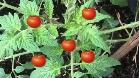 Coltivare Pomodori In Vaso Sul Balcone