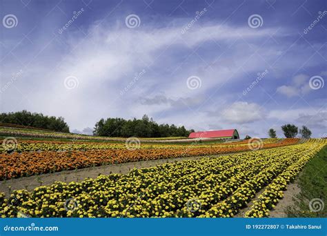 Flower Garden of Shikisai No Oka in Biei, Hokkaido Stock Image - Image of beauty, bloom: 192272807