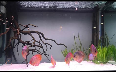 Discus And Aquarium at Charles Stepp blog