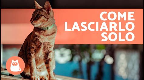 Come LASCIARE UN GATTO SOLO A Casa Consigli E Cura YouTube