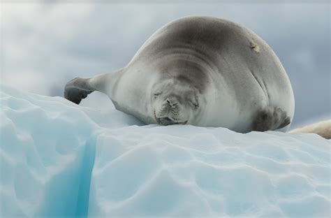 Antarctica Seals: species & adaptations to the cold! - Freestyle ...