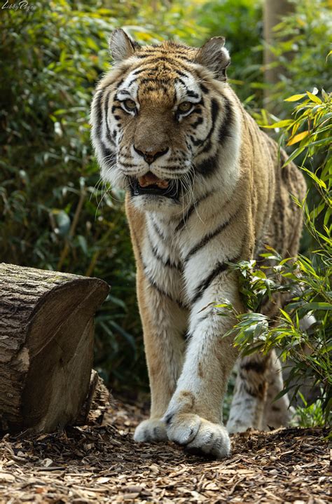 Amur Tiger 18 Year Old Anoushka At Colchester Zoo Libby Page Flickr