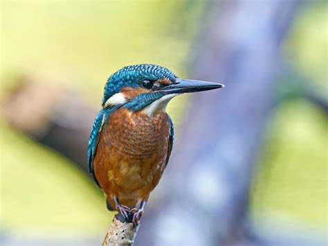 Premium Photo Common Kingfisher Alcedo Atthis