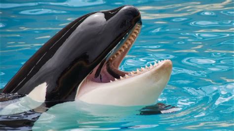 Killer Whale Orca Sound Effects Who Likes Killa Whale Youtube