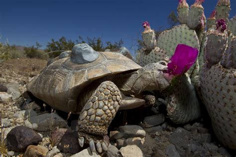 Animals Of The Mojave Desert