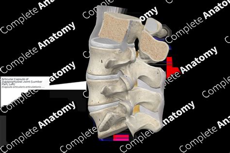 Articular Capsule of Zygapophyseal Joint (Lumbar Part; Left) | Complete ...