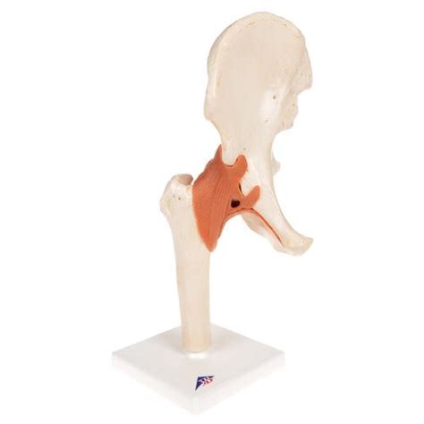 Anatomical Models Human Joint Models Deluxe Functional Hip Joint Model