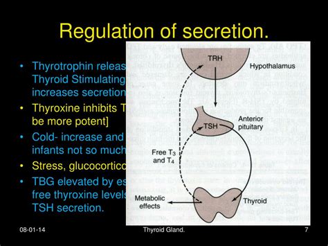 Ppt Thyroid Hormone Powerpoint Presentation Free Download Id4827181