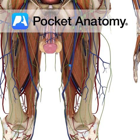 Femoral artery - Pocket Anatomy