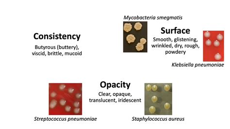 Level 2 Microbiology Immunology Microbiological Examination Of