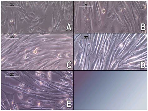 Novel In Vitro Platform To Investigate Myotube Atrophy Anticancer