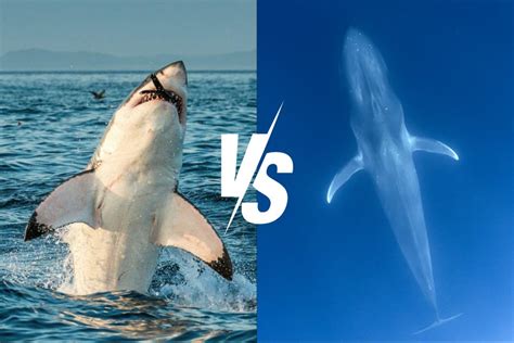 Great White Shark vs Blue Whale: Clash of Giants – Ocean Action Hub