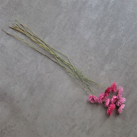 Helipterum Pink Bunch Of 10 Stems Lilys Field