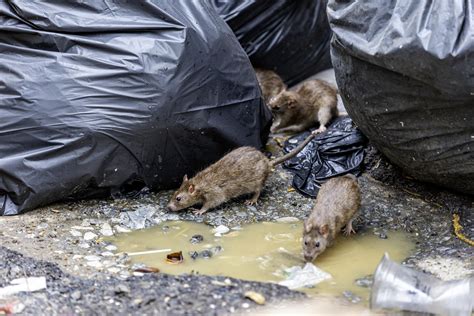 1 Massachusetts Spot Named Among The Most Rat Infested Cities In America Iheart