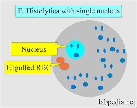 Amoebiasis Entamoeba Histolytica Life Cycle Diagnosis