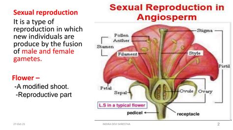 Solution Sexual Reproduction In Angiosperms I Studypool