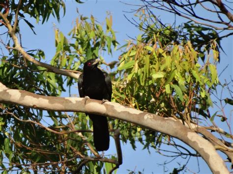 Snap Happy Birding: a bird with many names, the Pacific Koel (Cuckoo)