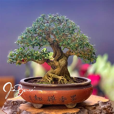 Flowering Linh Sam Bonsai Furniture Home Living Gardening Plants