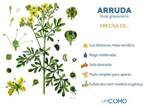 Como Cuidar De Arruda Em Vaso Ou Solo Cultivo E Manuten O Como