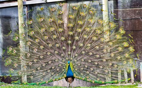 Psbattle Peacock Plumage R Photoshopbattles