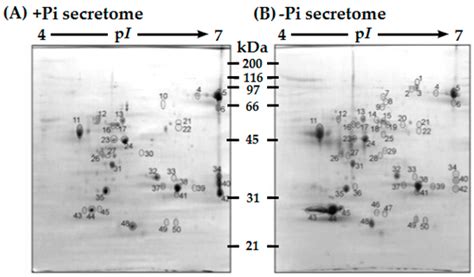 Proteomes Free Full Text Extraction And Characterization Of