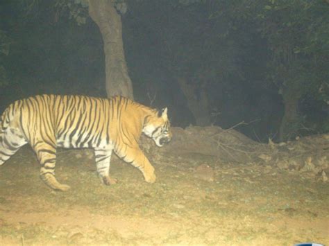 Tiger Reached Dholpur After Leaving The Forests Of Karauli करौली के