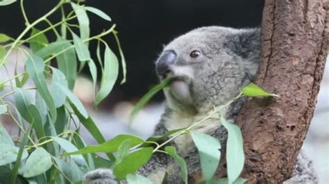 Koala eating eucalyptus leaves — Stock Video © kamonrat #150675924