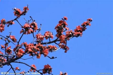 木棉花开将春天点亮 每日头条