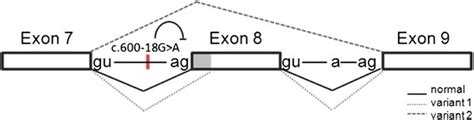 Working Model Of The Splice Reaction With Cryptic Donor And Acceptor