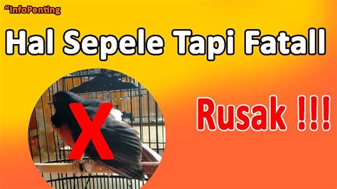 Sepele Tapi Fatal Simak Video Merusak Murai Batu Lombanya YouTube