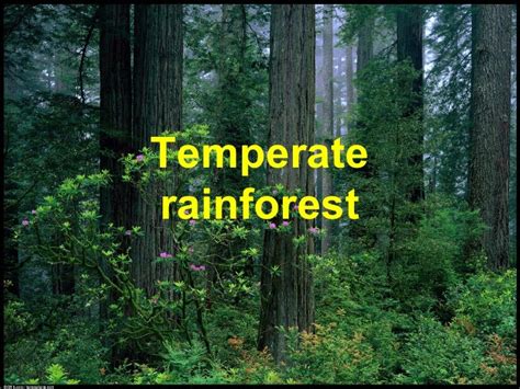 Temperate Rain Forest