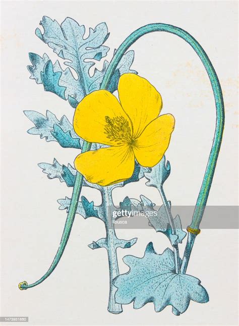 Antique Botany Illustration Yellow Horn Poppy Glaucium Luteum High Res