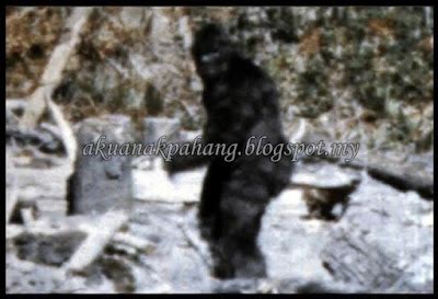 kisah mawas  mawas bigfoot  anak pahang
