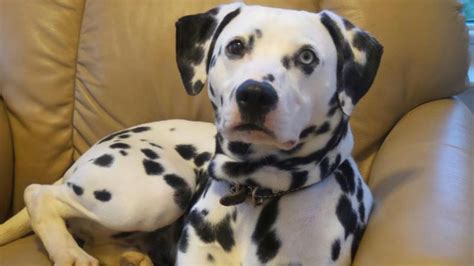 Adopt Harper Adoption Pending On Petfinder Dalmatian Dogs