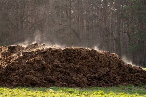 A Look at Composting Manure, From Coop to Garden