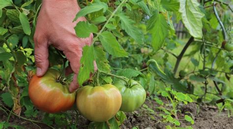 tomato growth stages  fast  tomatoes grow