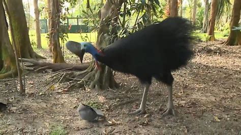 Cassowary Description Size And Facts Britannica