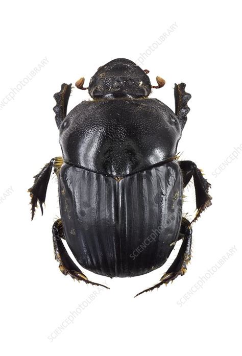 Scarab Beetle Stock Image C0237812 Science Photo Library