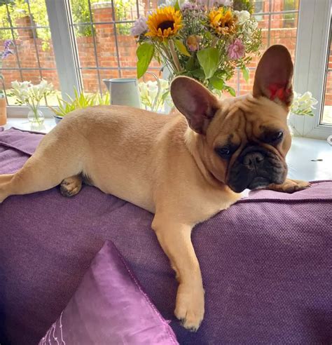 Should You Let Your French Bulldog On The Couch