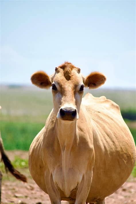 Jersey Cow Photos, Download The BEST Free Jersey Cow Stock Photos & HD ...