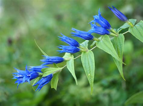 Photo Willow Gentian Gentiana Asclepiadea Observation Org