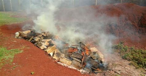 La Nación Incineraron tres toneladas de marihuana