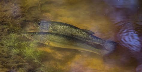 Growing Big Bass In A Small Pond Or Lake