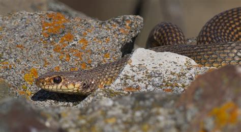 Caspian whipsnake (Dolichophis caspius) - Wild travel in Danube Delta