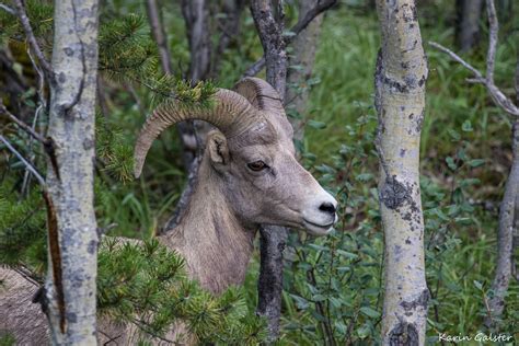 Bighorn Sheep - My Wildlife Diaries in Pictures