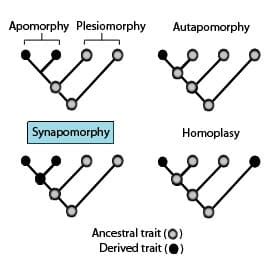 Evolution: Synapomorphies & Cladogram - SchoolWorkHelper