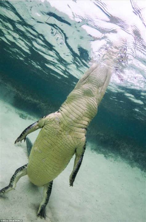 Wildlife Photographer Captures Crocodiles In Mexico Daily Mail Online