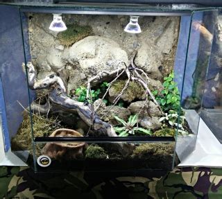 W Midlands Custom Made Bioactive Live Planted Vivarium With Rock