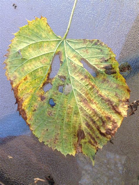 Basswood Tree Leaves Dripped Sticky Sap In Mid Summer 435364 Ask Extension