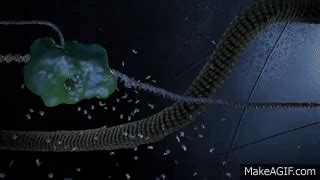 RNA interference (RNAi): by Nature Video on Make a GIF